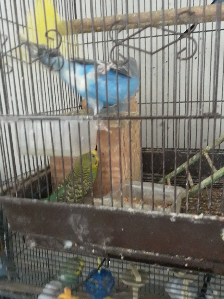 Cage Sale