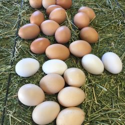 Fertile Chicken Eggs – Rhode Island Red x Barred Rock – $25/dozen