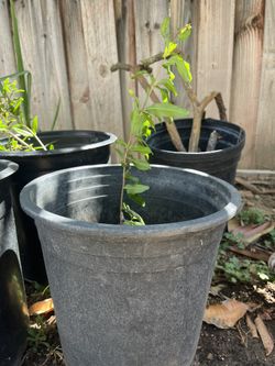 Pomegranate Tree