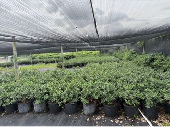 Spectacular 7-gallon Green Island plants