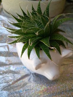 Para cualquier detalle planta natural base de cerámica es pequeña