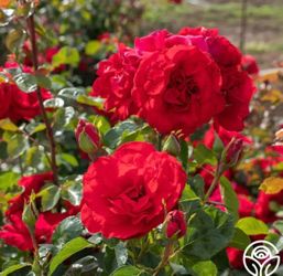 7-Year-Old Don Juan Climbing Rose Live Plant  68 in x 16"