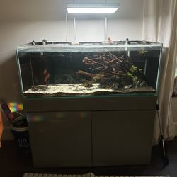 60g Rimless Aquascape Aquarium W/ Angel Fish, Discus, Tetras, Driftwood Plants