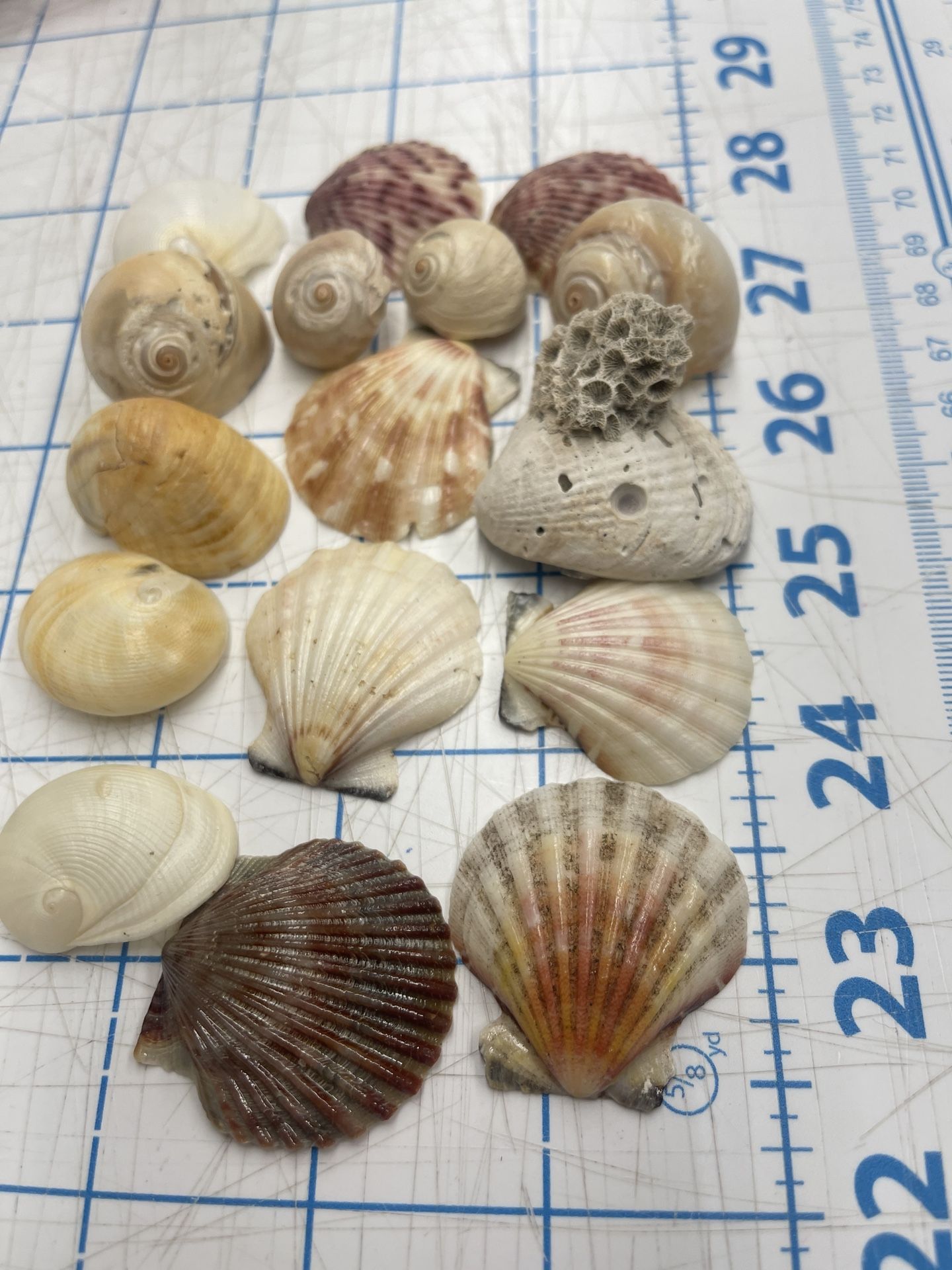 Lot Of Seashells For Craft Or Art Supplies