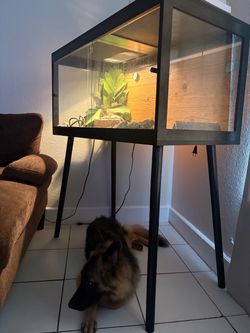 Reptile tank