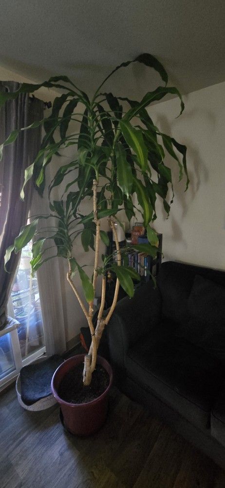 7 Foot Tall Corn Plant