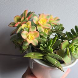 $10. Succulents 