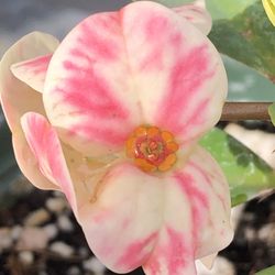 Corona De Cristo Orkidia