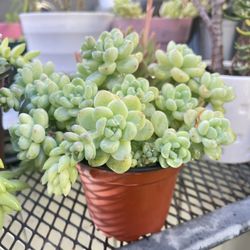 Tiscalatengo  Gorge Sedum Succulent 