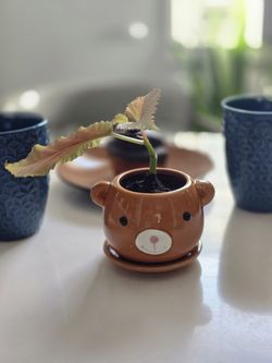 Angel Wing Begonia (Starter Plant) 🪴