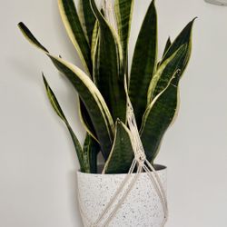 Plants 