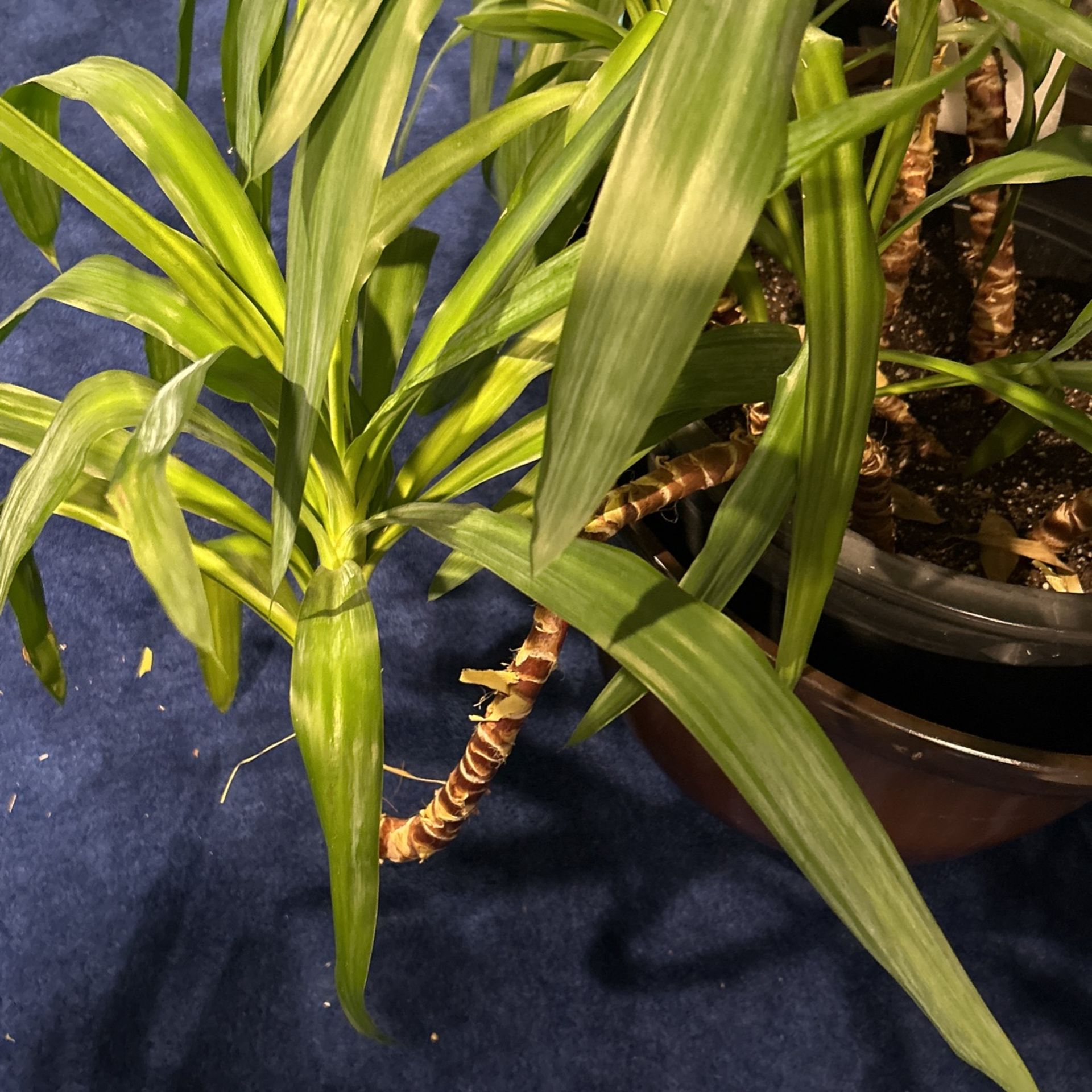 Spineless Yucca/Palm