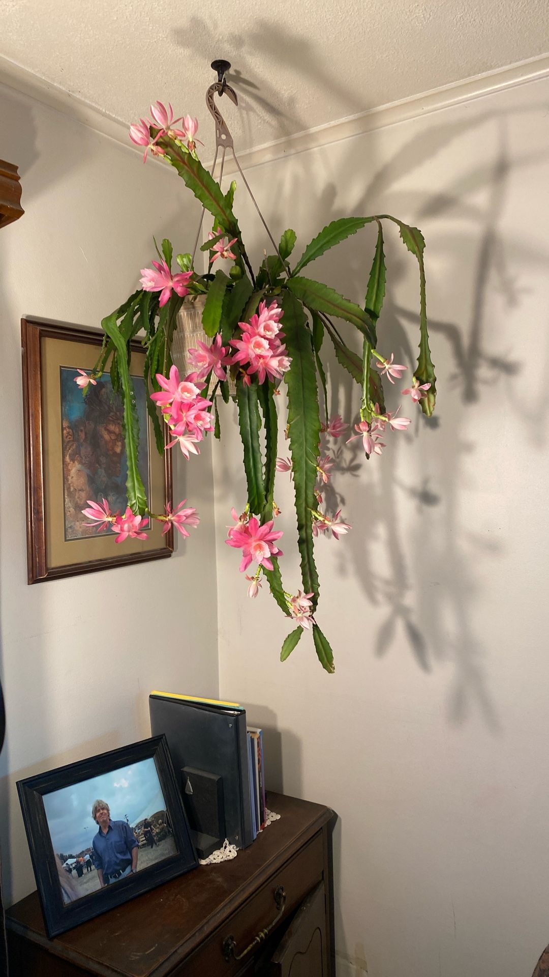 German Empress /Epithelium Orchid, Cactus