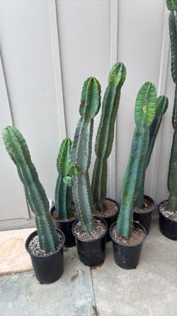 Peruvian apple cactus