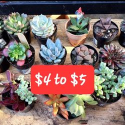 SUCCULENT SALE THIS SATURDAY FROM NOON UNTIL 3PM SAN LORENZO