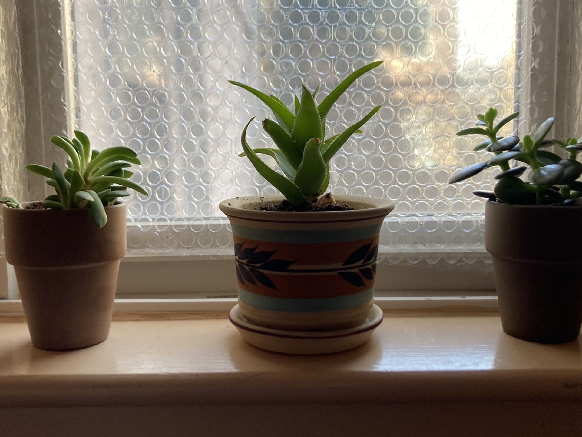 New And Used Succulents For Sale In Boston Ma Offerup