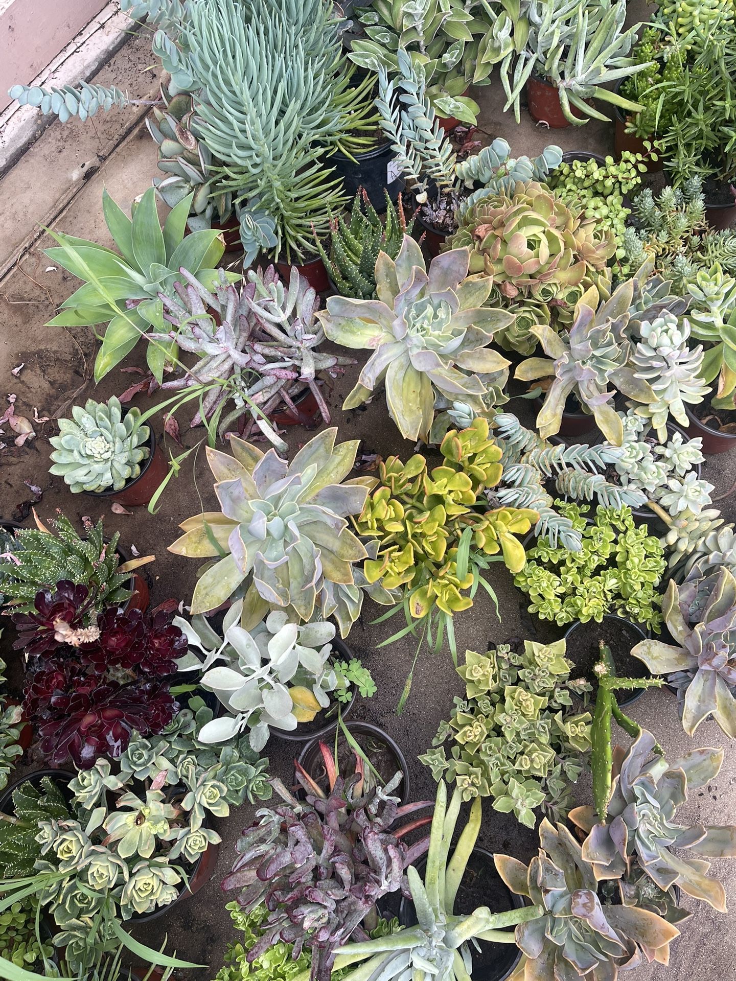 Succulents Plants