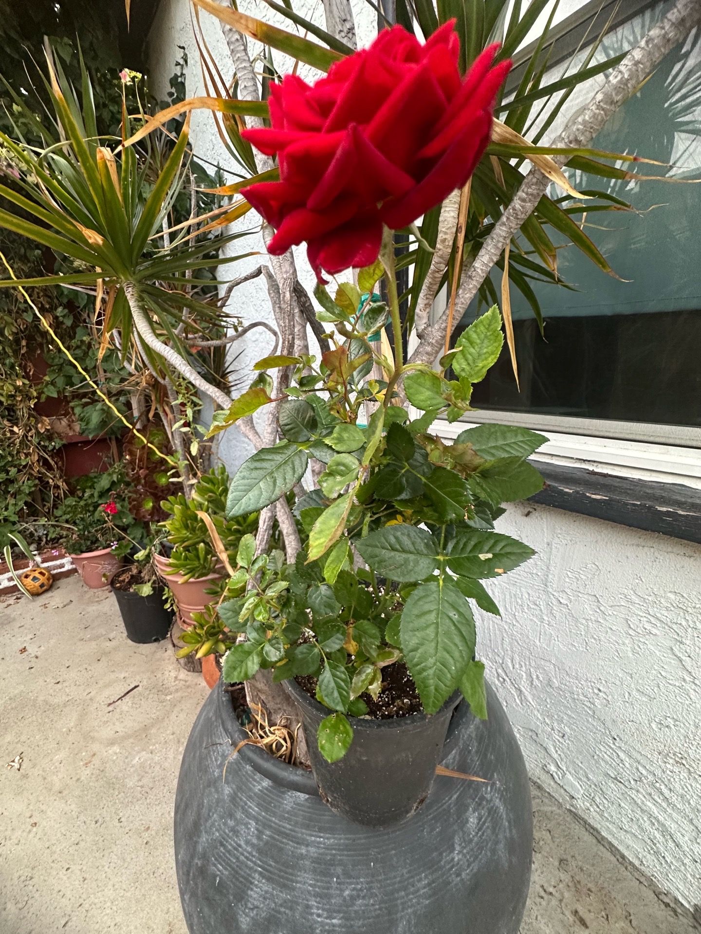 Rosal Rojo
