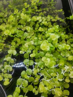 Giant Baby Tears (Micranthemum Umbrosum) – Live Aquarium Plant - $5