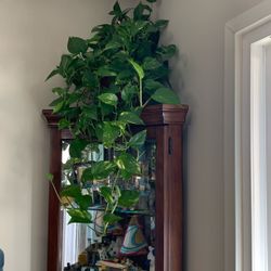 Mature Houseplants 