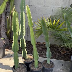 Cathedral Cactus Aka African Milk Tree