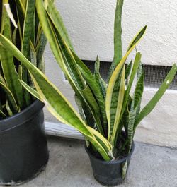Snake plant $10