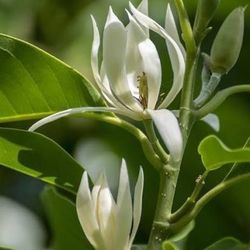 White Champaca Flowering Tree 