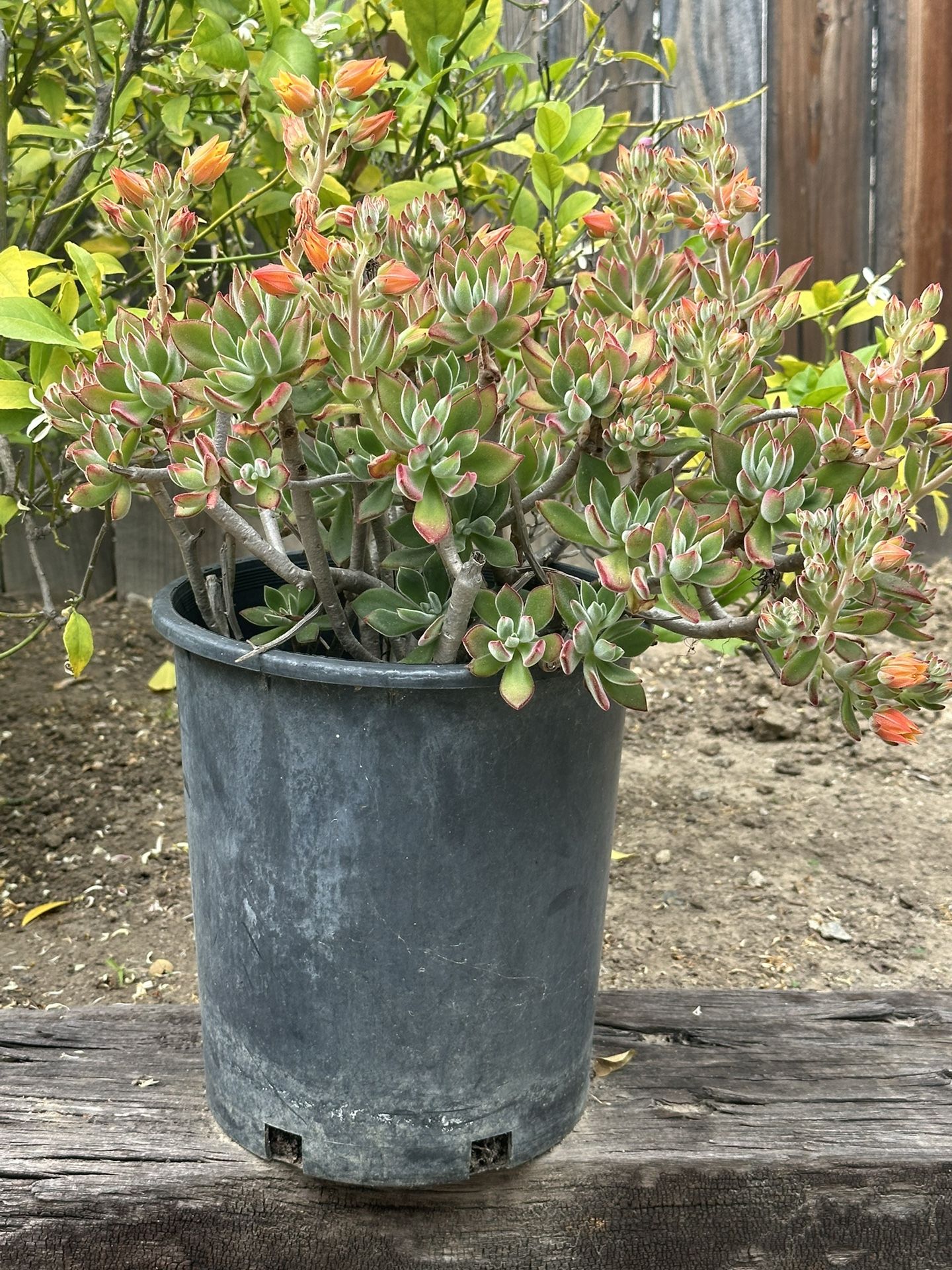 5 Gal Succulent Plant With Orange Flowers 