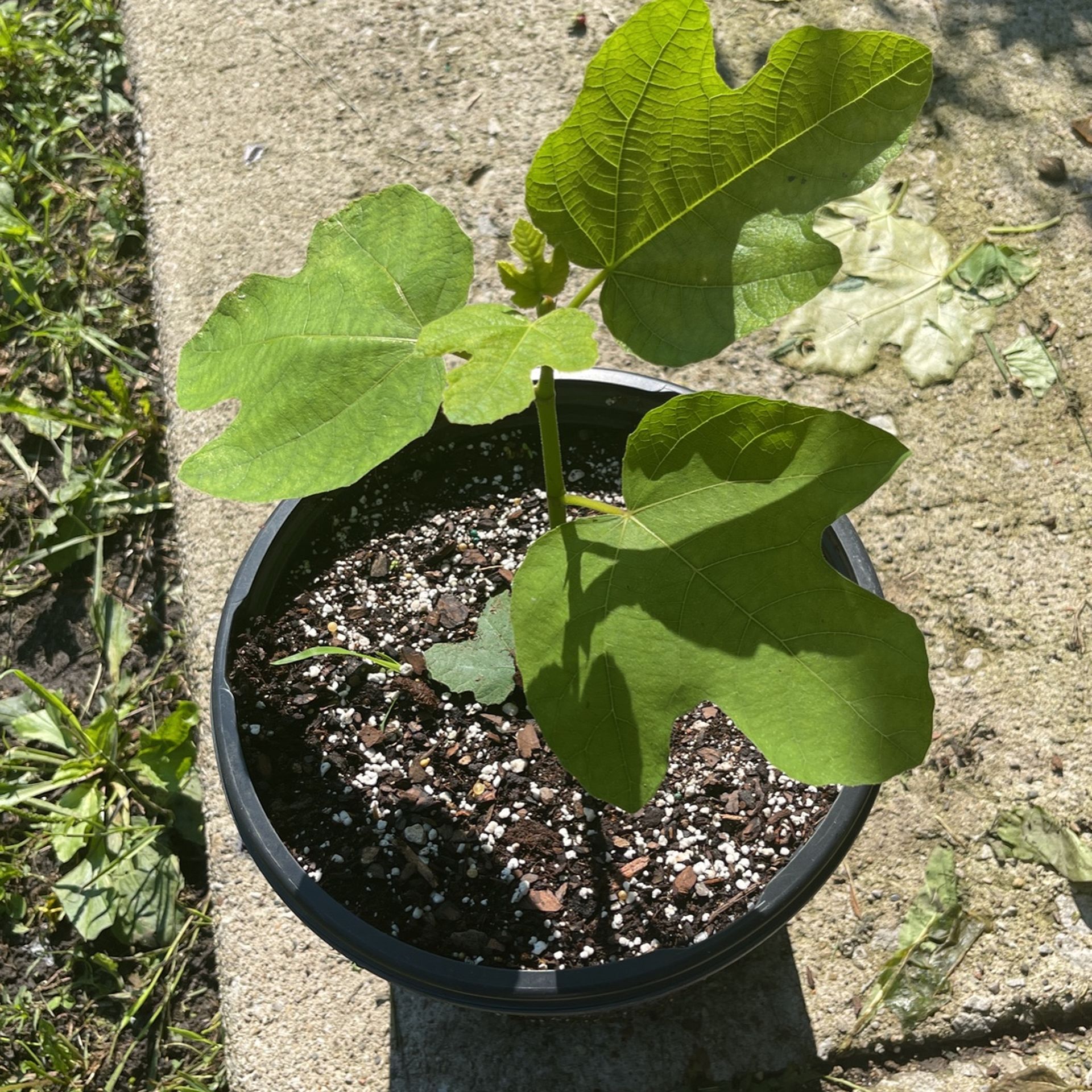 Fig Tree