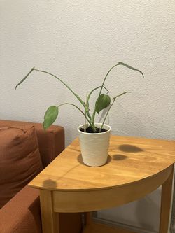 Healthy Monstera