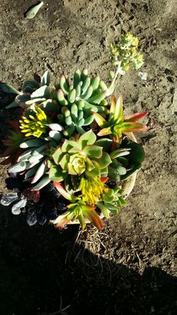 Succulents mix pot