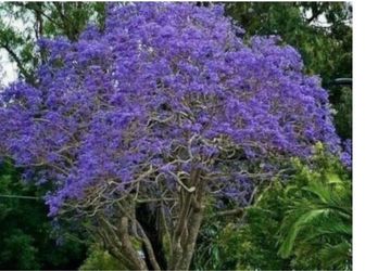 Jacarandas Trees 4F The Tall $45 Each Price Firm