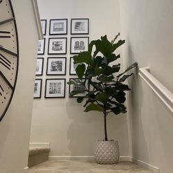 Beautiful Healthy Full Real Live 6’ Fiddle Leaf Fig Plant Tree With White Planter Pot
