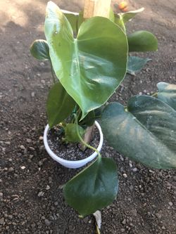 Monstera Philodendron In 8 inch Pot