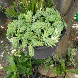 Hanging Succulent Plant 
