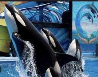 Sea World