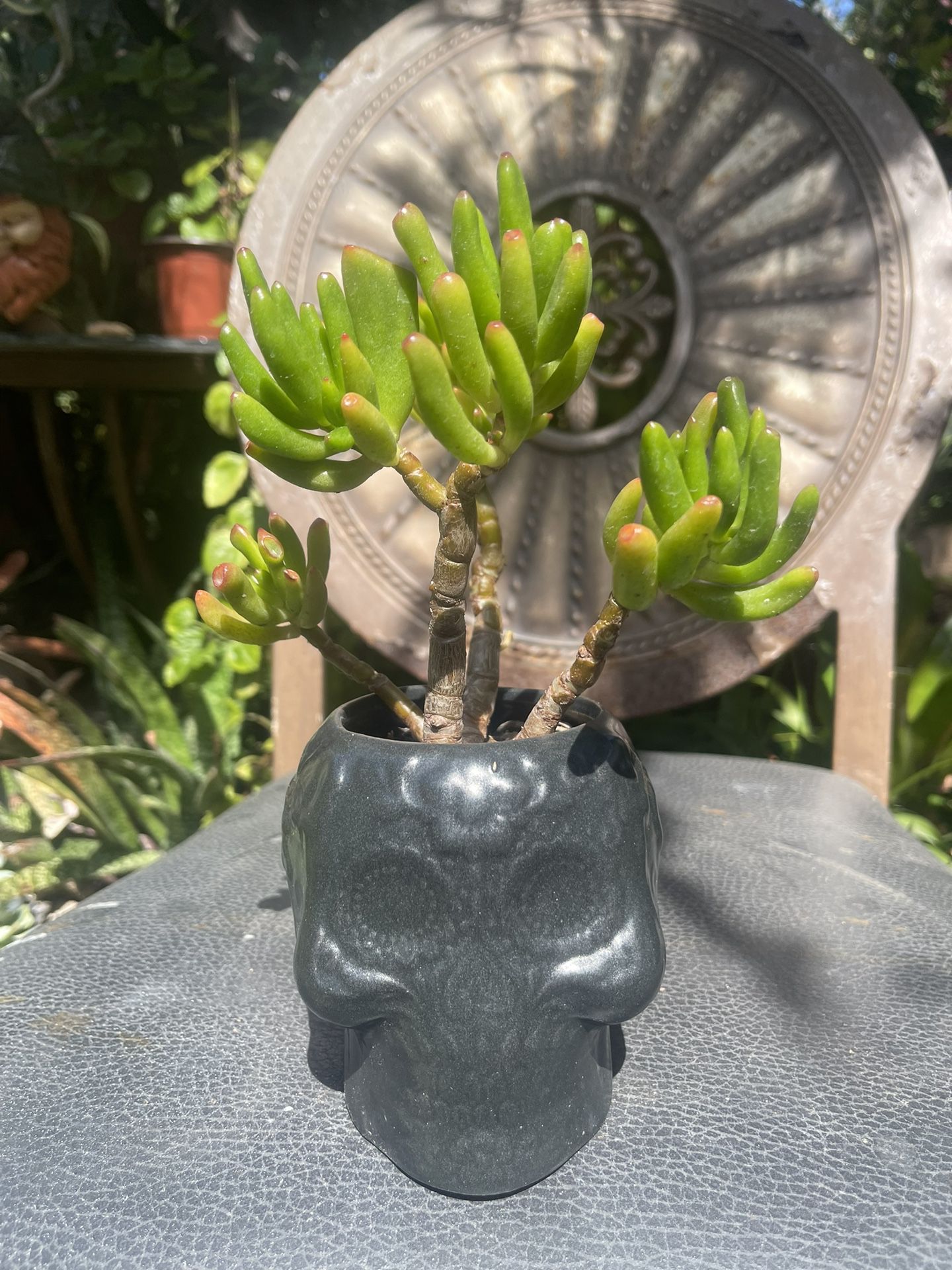 Ceramic Sugar Skull Shrek Ears Plant Succulent 