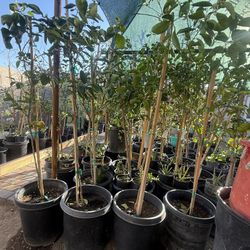 Bearrs Lime In 15 Gallón They have many flowers and small fruits. 6F The Tall $130 Each Price Firm