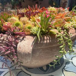 Large Succulent Bowl