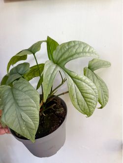 Plants (6”pot🌿Monstera “Spiderman” )