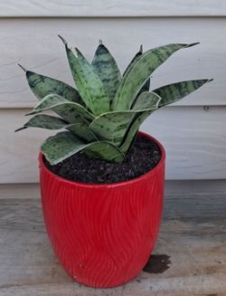 Snake plant 🪴