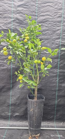 🍊 Healthy Calamondin / Calamansi / Tắc Tròn Chua Tree 🍊