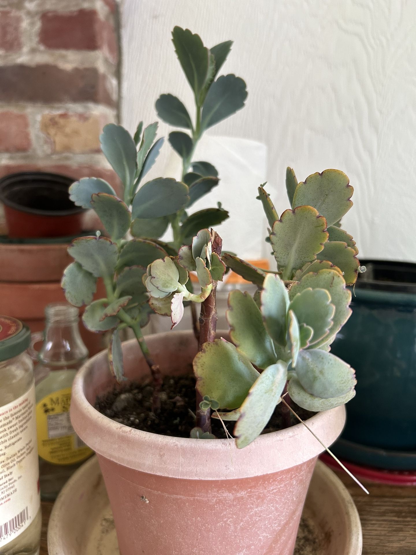 Kalanchoe Lavender Scallops Succulent 