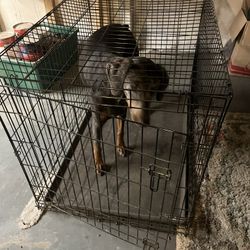 Large Dog Crate 
