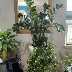 Potted Zz Plant Live Eternity Plant 