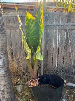 Large Elephant Ear Plant in Black Pot