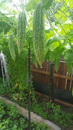 Fresh organic bitter melons