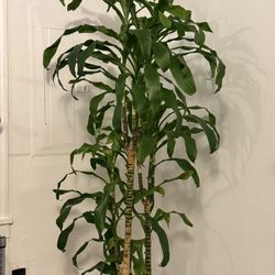 Tall Dracaena – Over 5ft | Easy Statement Plant – $10