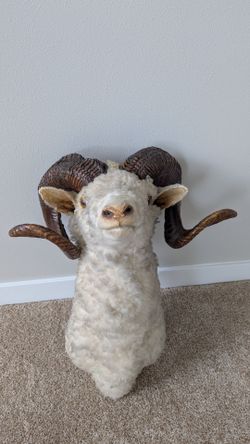 Vintage Sheep Taxidermy