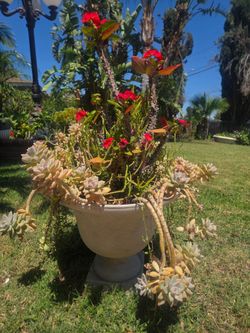 Corona De Cristo Plant